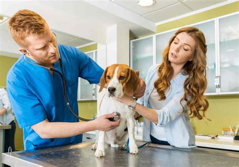 24 Organizations That Help Pay Vet Bills: Nonprofit For Good.